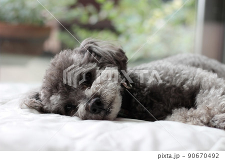 室内で白いシーツの上で寝そべるトイプードルの表情 室内で白いシーツの上で寝そべるトイプードルの表情 90670492