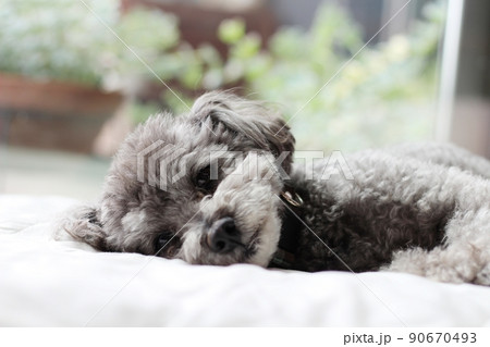 室内で白いシーツの上で寝そべるトイプードルの表情 室内で白いシーツの上で寝そべるトイプードルの表情 90670493