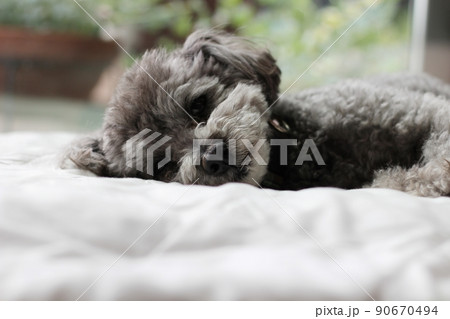 室内で白いシーツの上で寝そべるトイプードルの表情 90670494