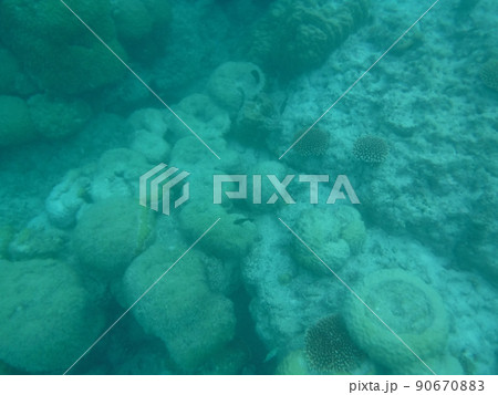 石垣島の水中 90670883