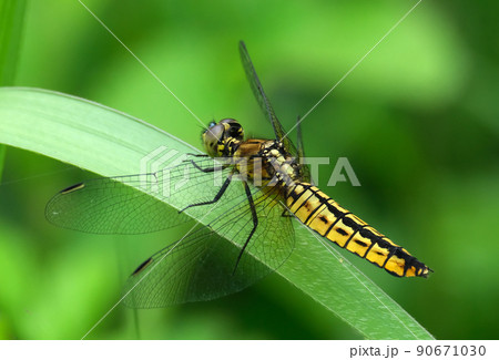 小型のトンボで腹部が幅広くずんぐりしたハラビロトンボ 90671030
