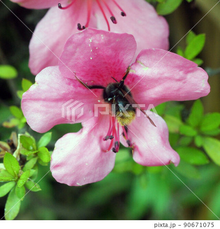 クロマルハナバチのツツジの蜜採り① 90671075