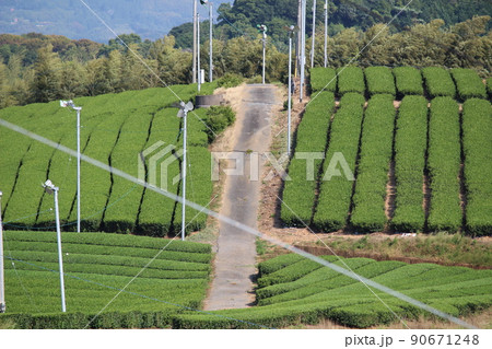 八女中央大茶園 茶畑 八女中央大茶園 茶畑 90671248