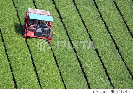 八女中央大茶園 茶畑 八女中央大茶園 茶畑 90671249