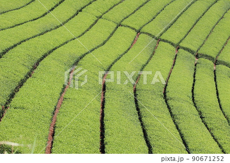 八女中央大茶園　茶畑 90671252