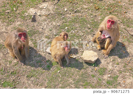 【小豆島 お猿の国】 香川県小豆郡土庄町肥土山蛙子 90671275