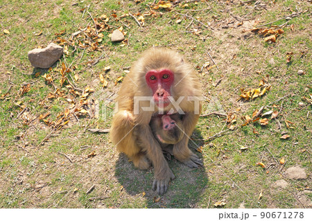 【小豆島 お猿の国】 香川県小豆郡土庄町肥土山蛙子 90671278