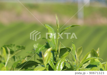 八女中央大茶園 茶畑 八女中央大茶園 茶畑 90671323