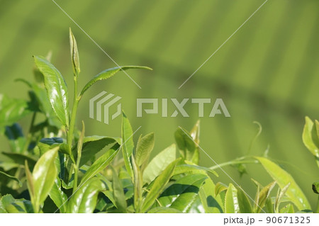 八女中央大茶園 茶畑 八女中央大茶園 茶畑 90671325