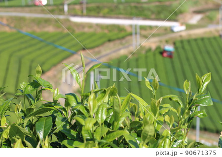 八女中央大茶園 茶畑 八女中央大茶園 茶畑 90671375