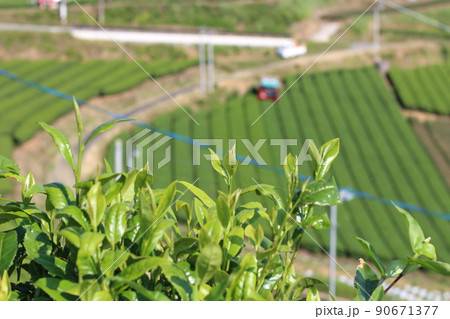 八女中央大茶園　茶畑　 90671377