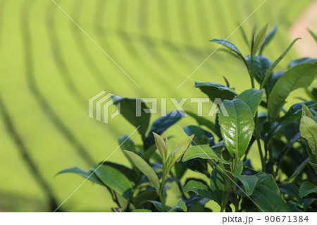 八女中央大茶園　茶畑　 90671384