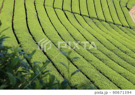八女中央大茶園　茶畑　 90671394