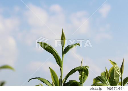 お茶っ葉と、青空と白い雲 90671444