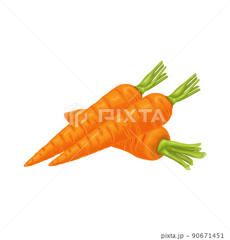Carrot. Image of a ripe carrot. Vitamin vegetable. Organic food. Orange carrots. Vector illustration isolated on a white background Carrot. Image of a ripe carrot. Vitamin vegetable. Organic food. Orange carrots. Vector illustration isolated on a white background 90671451