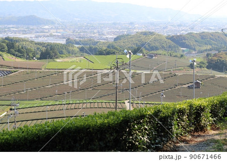 八女中央大茶園 茶畑 茶葉を刈られた後 八女中央大茶園 茶畑 茶葉を刈られた後 90671466