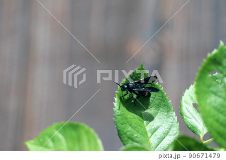 薔薇の葉に留まるキオビツチバチ 90671479