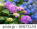 田園に咲く紫陽花 90672139