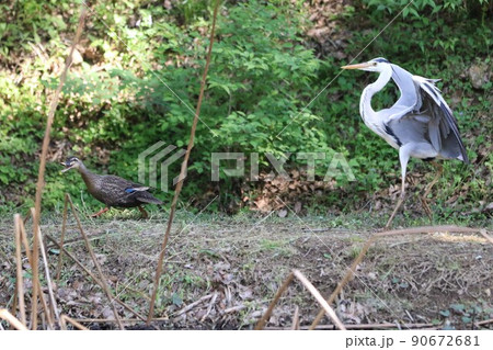 埼玉県鳩山町に在る愛郷の里ハス池の岸辺に翼を広げ舞い降りるゴイサギとクチバシを開けて歩くマガモの風景 90672681