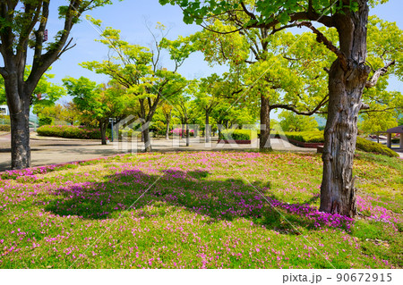 花と新緑(香川県総合運動公園) 90672915