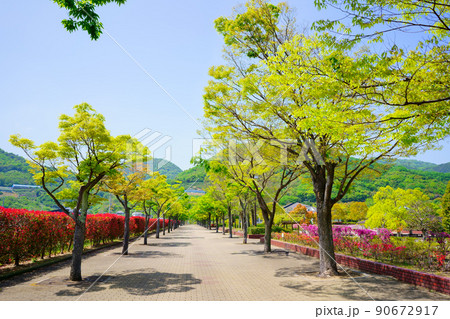 新緑 並木(香川県総合運動公園) 新緑 並木(香川県総合運動公園) 90672917