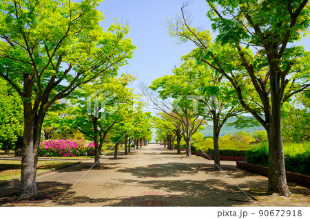 新緑　並木(香川県総合運動公園) 90672918