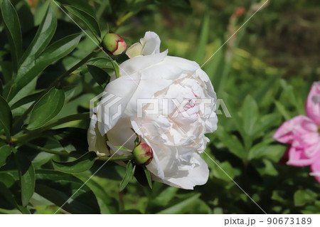 春の日本の公園に咲く白いシャクヤクの花 春の日本の公園に咲く白いシャクヤクの花 90673189