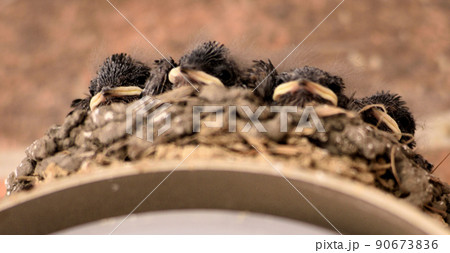 親鳥の帰りを待つツバメの雛たち 親鳥の帰りを待つツバメの雛たち 90673836