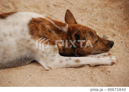 犬の惰眠(タートル・アイランド/バリ島 インドネシア) 犬の惰眠(タートル・アイランド/バリ島 インドネシア) 90673840