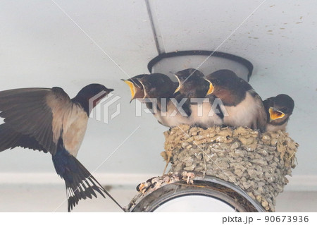 ツバメ ツバメ 90673936