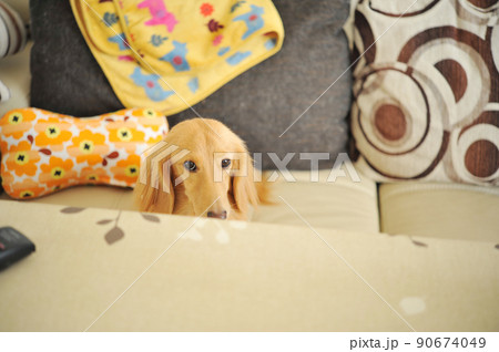 ソファでくつろぐダックスフント犬 90674049