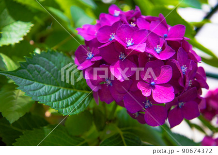 快晴の街中に咲く濃い赤紫のアジサイ（東京都千代田区） 90674372