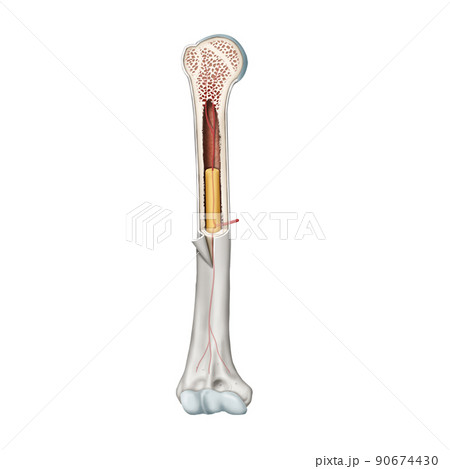 骨 骨髄 解剖学 90674430