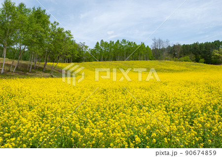 中山高原の菜の花畑【長野県】 中山高原の菜の花畑【長野県】 90674859