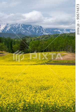 中山高原の菜の花畑【長野県】 中山高原の菜の花畑【長野県】 90674873