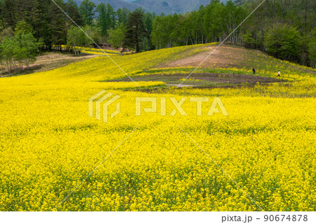 中山高原の菜の花畑【長野県】 90674878