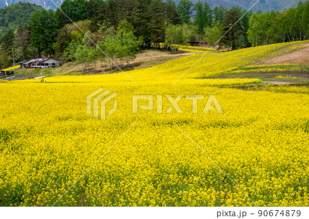 中山高原の菜の花畑【長野県】 90674879