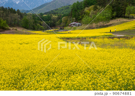 中山高原の菜の花畑【長野県】 90674881