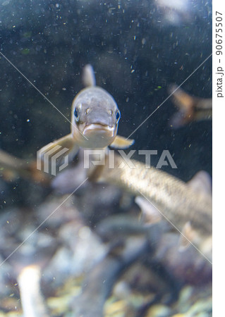 千歳水族館の魚 千歳水族館の魚 90675507