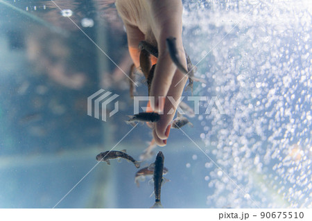 千歳水族館 ドクターフィッシュ 千歳水族館 ドクターフィッシュ 90675510