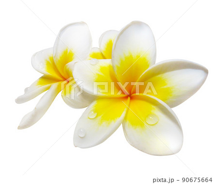 プルメリア プリメリア インドソケイ 90675664