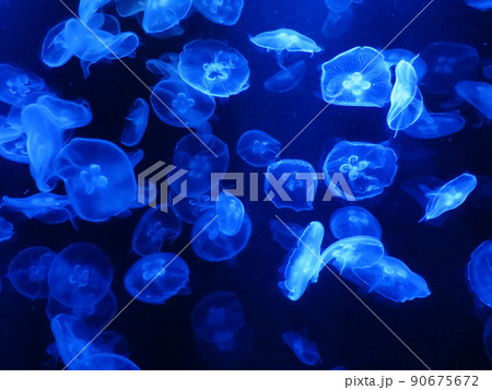水母 メドゥーサ メデューサ 90675672