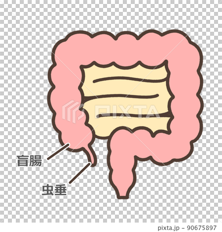 Illustrated illustration of the cecum Illustrated illustration of the cecum 90675897