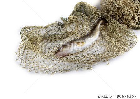 Saffron cod on net Saffron cod on net 90676307