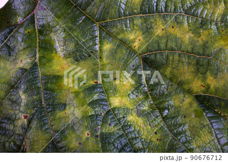 Autumn grape leaf Autumn grape leaf 90676712