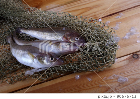 Saffron cod on net Saffron cod on net 90676713