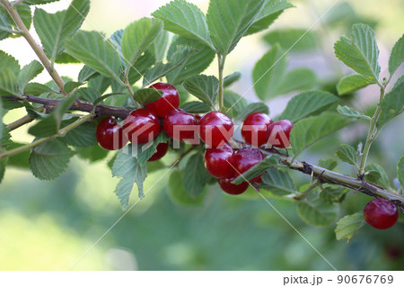 Growing Nanking cherry Growing Nanking cherry 90676769
