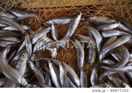 Smelt fishes on net (Pacific little smelt) 90677103