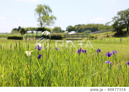花菖蒲　風景 90677358