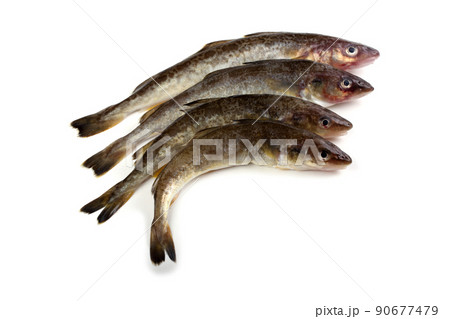 Saffron cod Saffron cod 90677479
